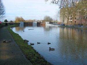 Roermond - ducks