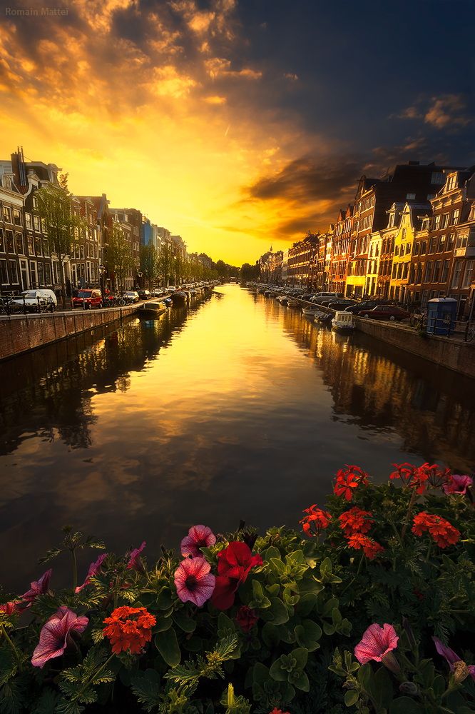 Amsterdam - Flowers and Golden Sky