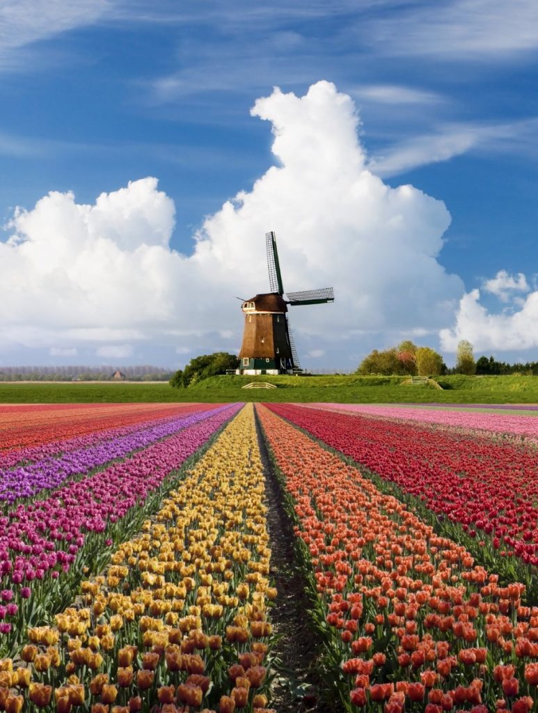 Tulips and a Mill in the Netherlands