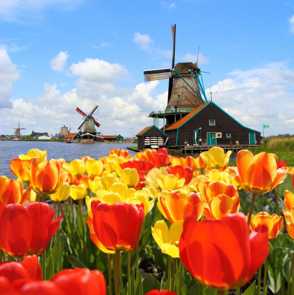 Tulips in Holland