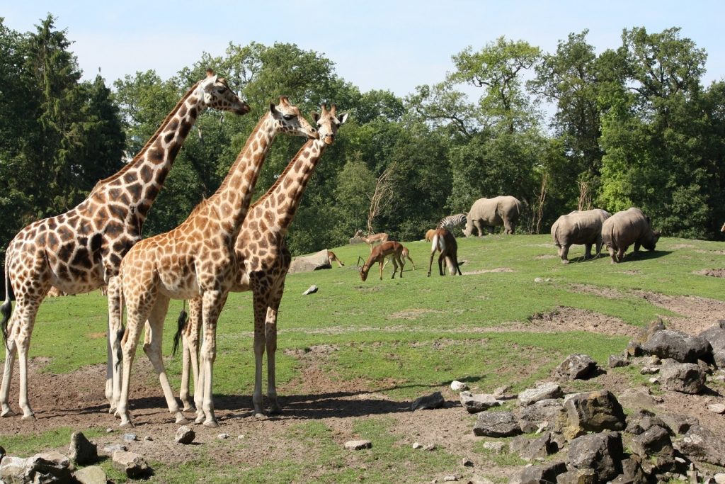 Zoo animals park. Парк зверей. Зоопарк Италии. Парки для животных. Парк развлечений животный.