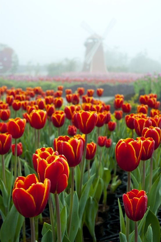 Keukenhof - Misty