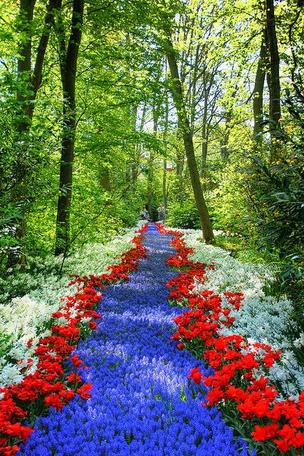 Keukenhof - Path of Flowers