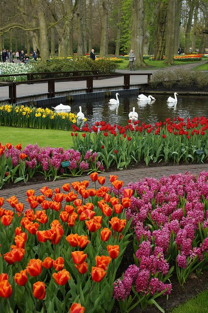 Keukenhof - Swans and Tulips