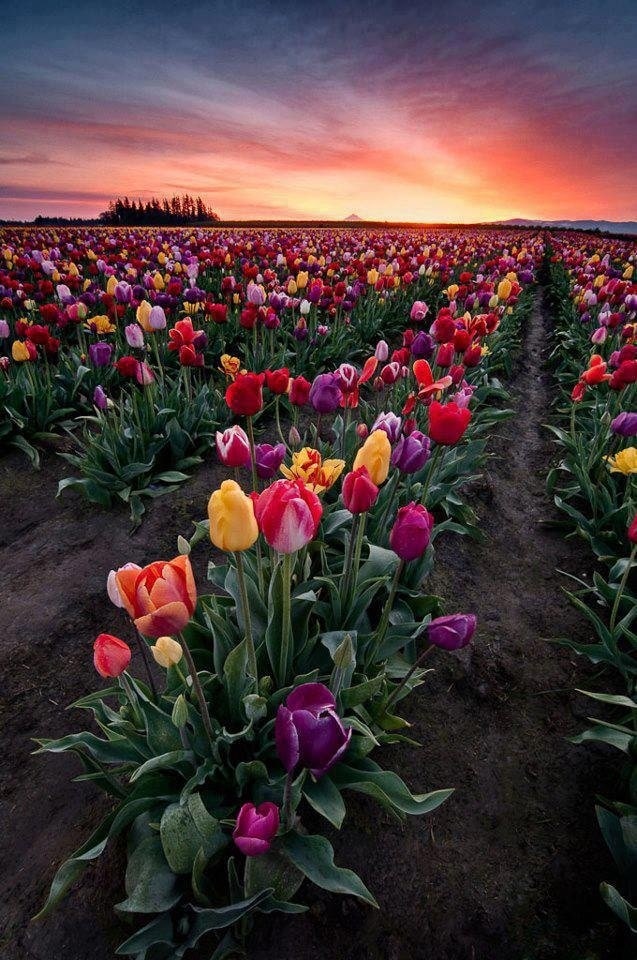 Keukenhof - Tulips and Colors