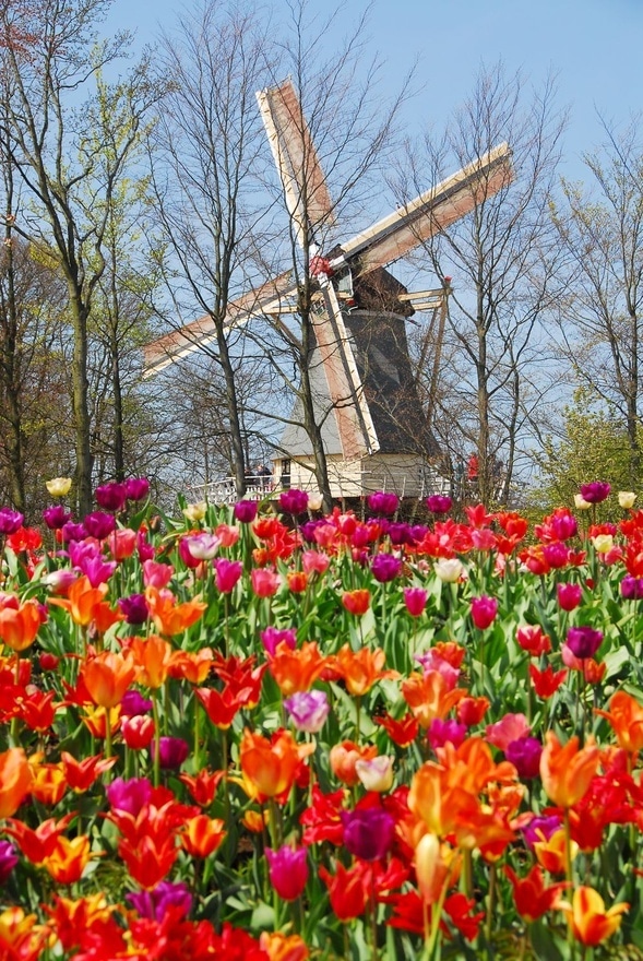 Keukenhof - Tulips and Mill