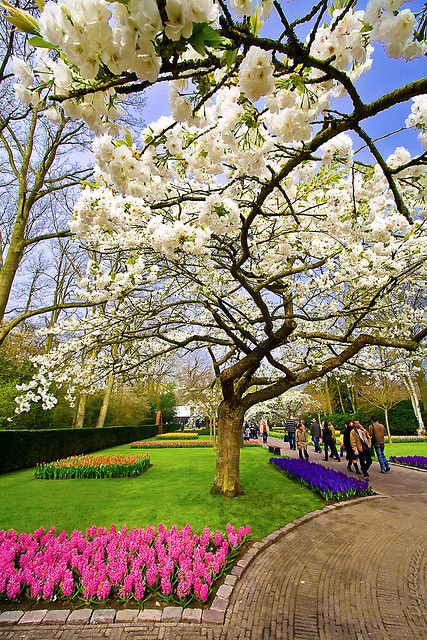 Keukenhof - White tree