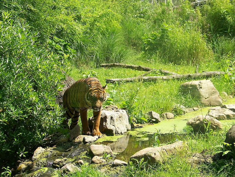 Tigre at Diergaarde Blijdorp