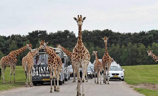 Giraffen in Beekse Bergen