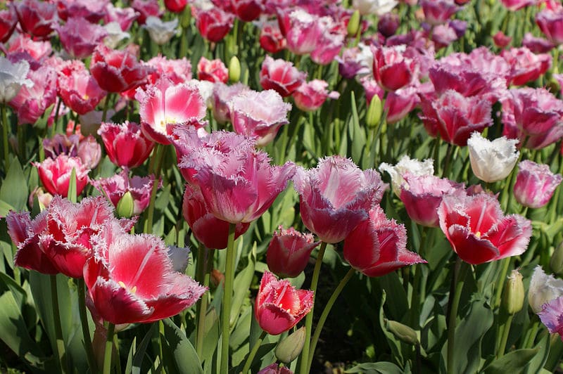 Tulips