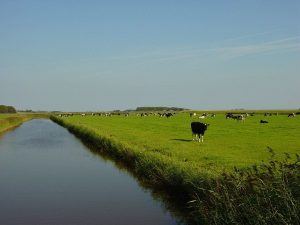 Texel - Polder