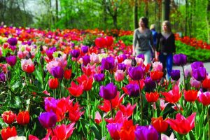 Keukenhof in Lisse