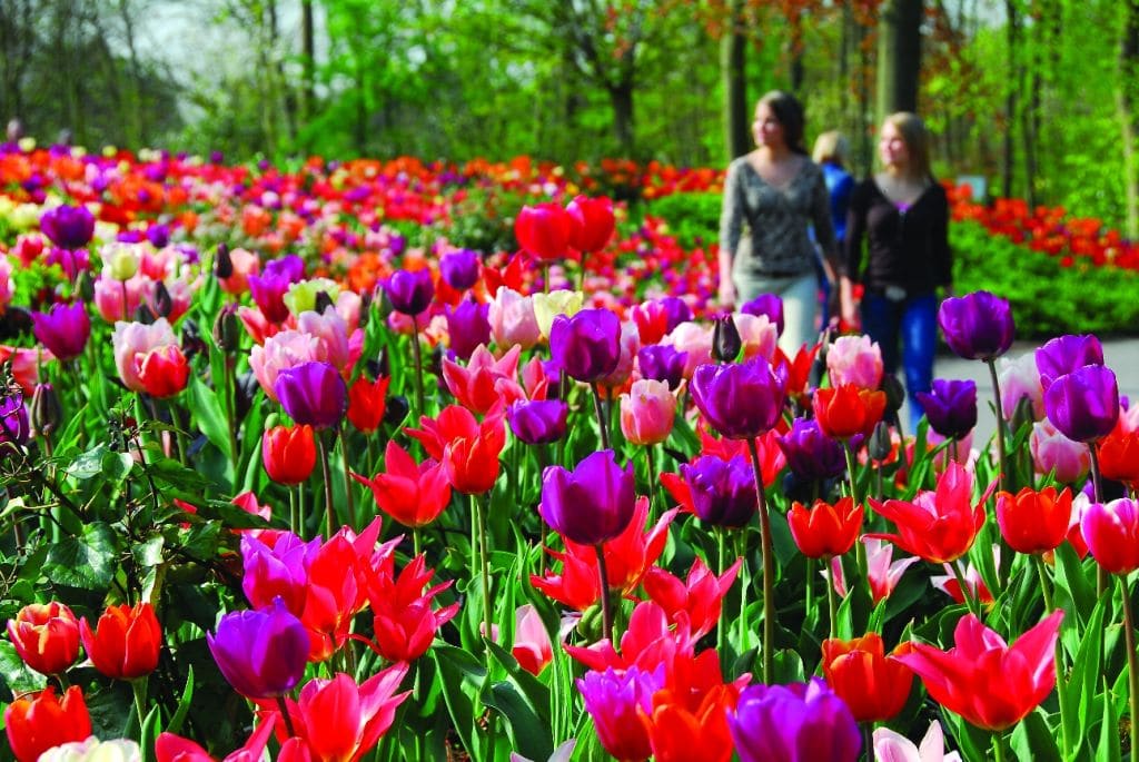 Keukenhof in Lisse