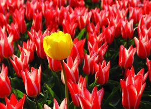 tulpen-in-de-beemsterpolder_high_rgb_3220