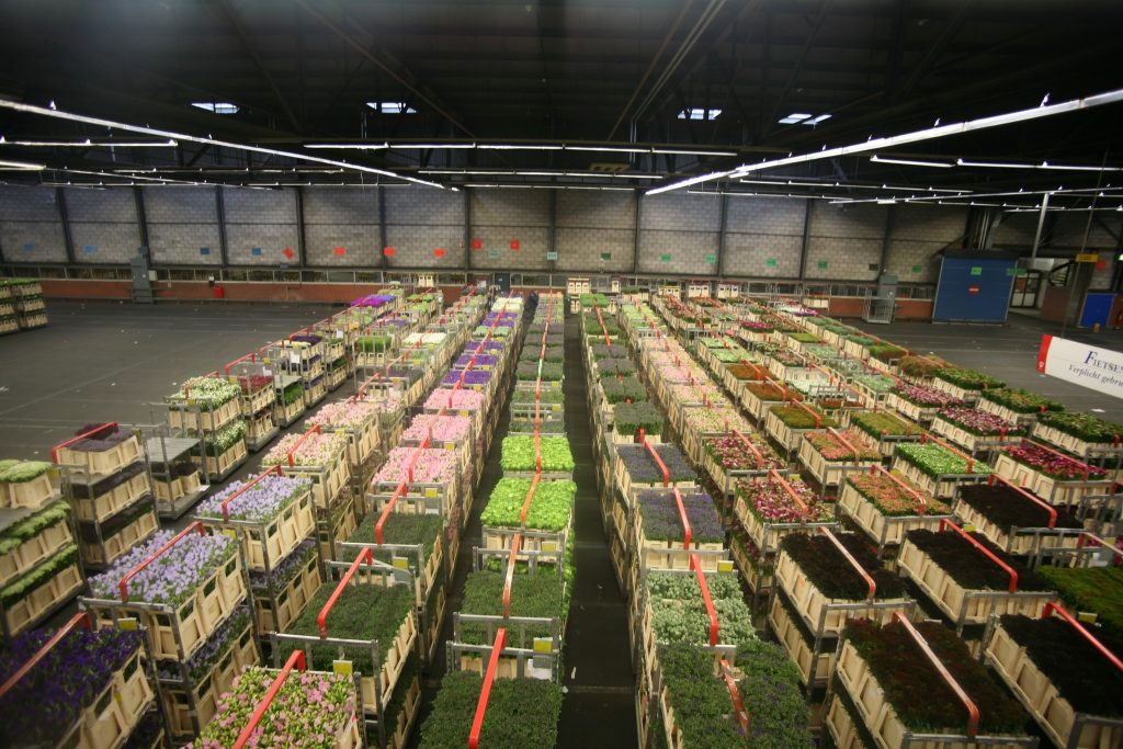 Aalsmeer Flower Auction