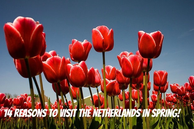 14 Reasons to visit the Netherlands in Spring