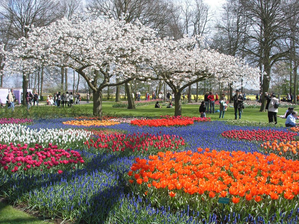 Keukenhof Tulips