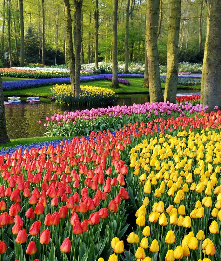 Keukenhof tulips