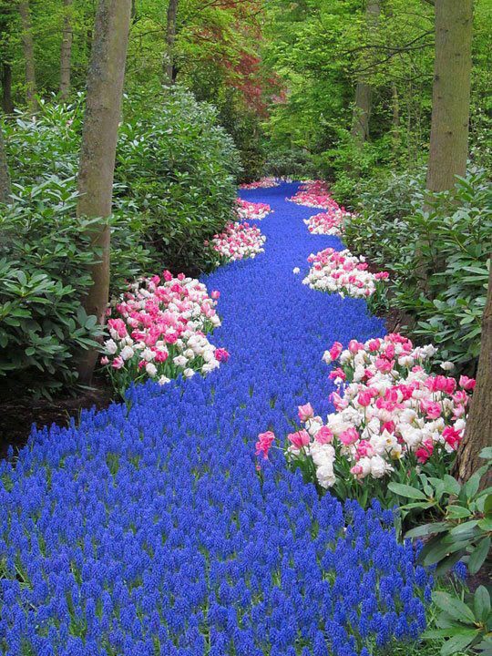 River of Flower in the Netherlands