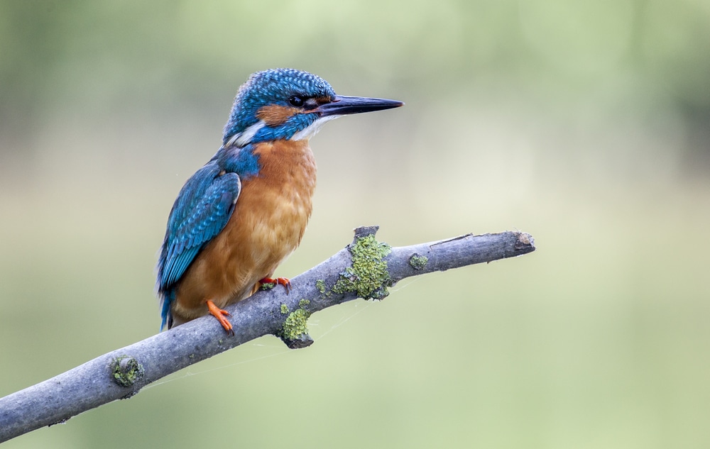 De Biesbosch National Park