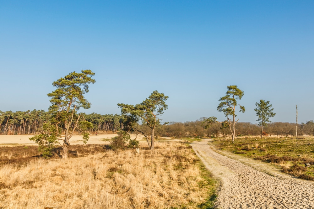 De Loonse en Drunense Duinen National Park