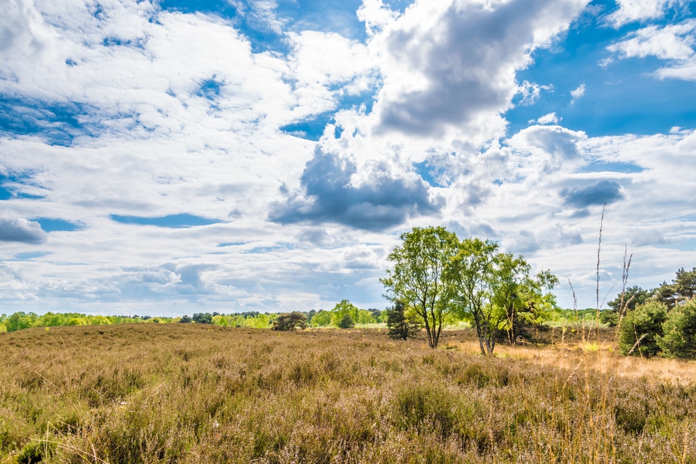 De Maasduinen National Park