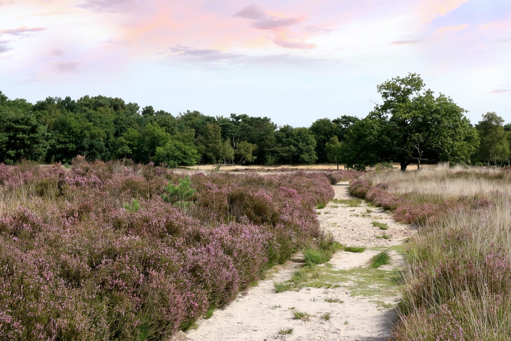 De Zoom – Kalmthoutse Heide Cross-Border Park