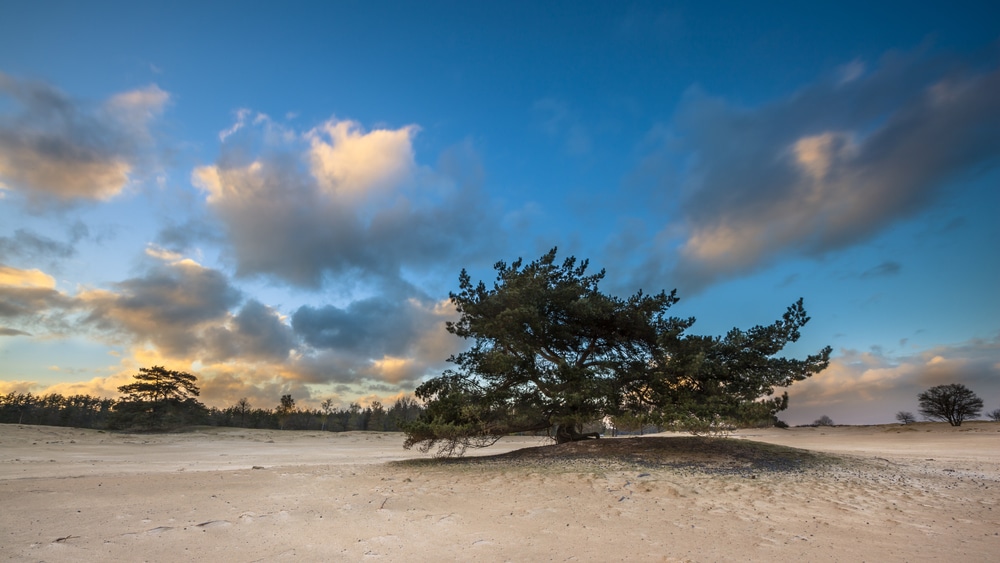 Drents-Friese Wold National Park