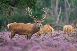 Hoge Veluwe National Park