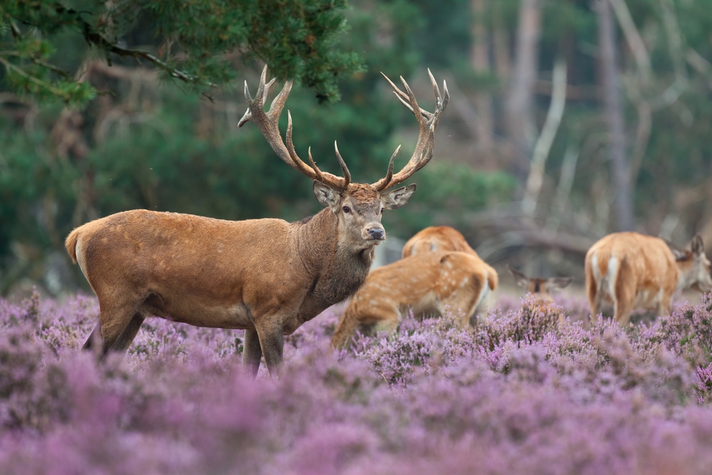 Hoge Veluwe National Park