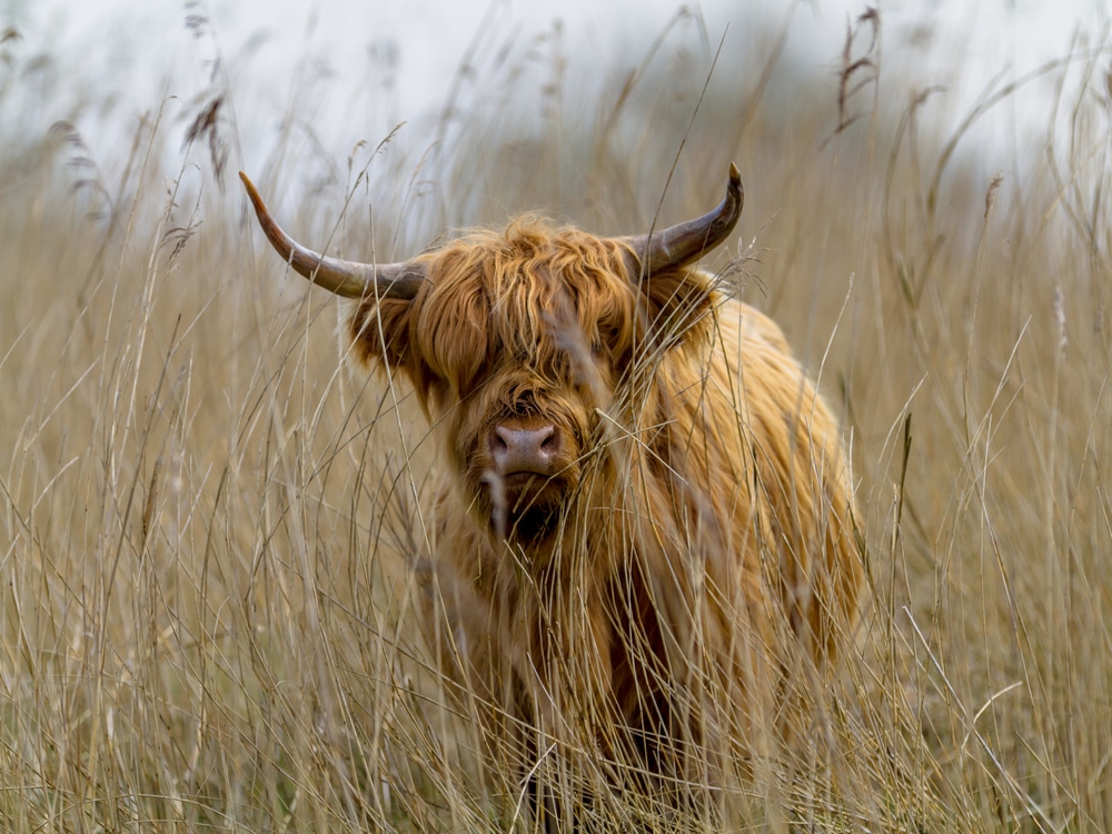 Lauwersmeer National Park